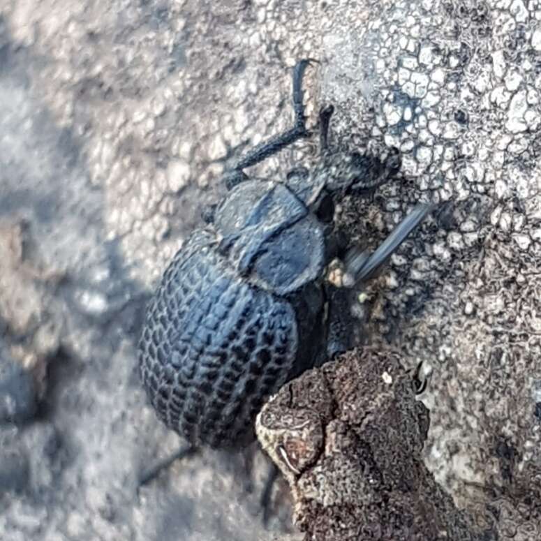 Plancia ëd Brachycerus rotundicollis Escalera 1919