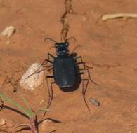 Image of Cicindela (Cicindelidia) nigrocoerulea nigrocoerulea Le Conte 1846