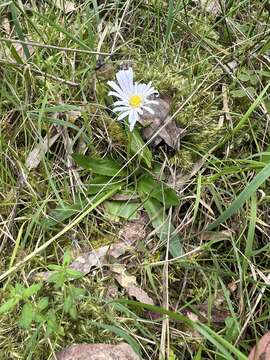 Image of Brachyscome decipiens Hook. fil.