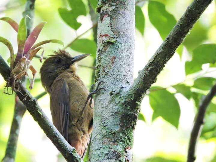 Image of Plain-winged Woodcreeper