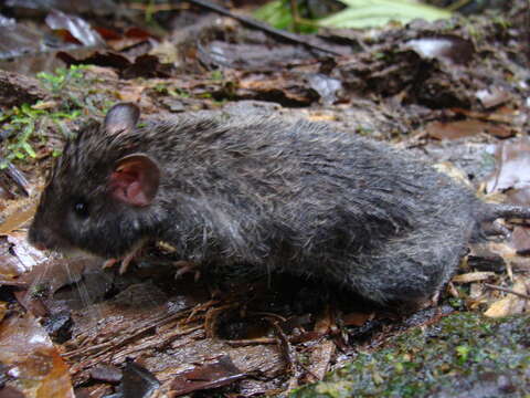 Image of Heteromys australis Thomas 1901