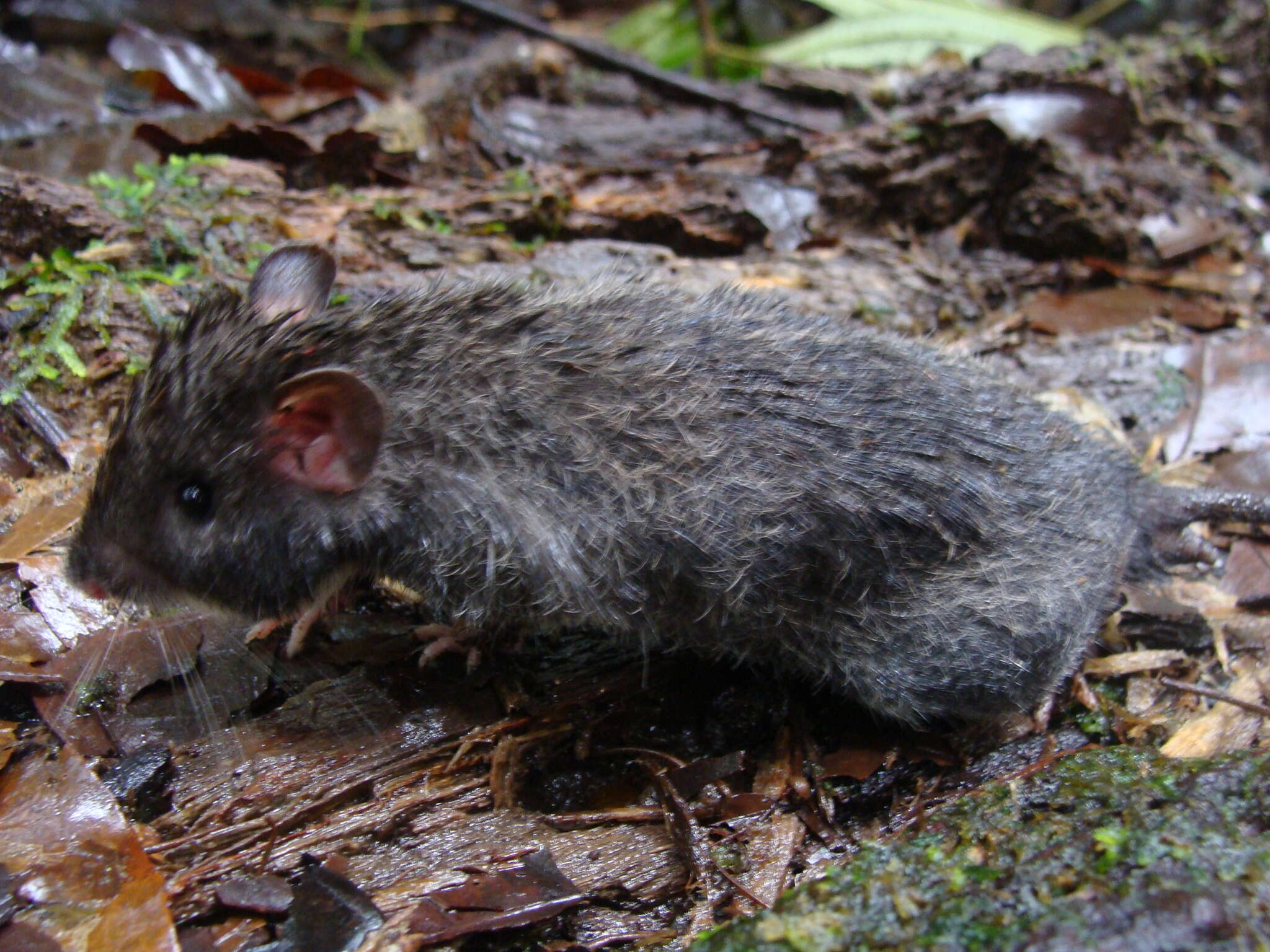 Image of Heteromys australis Thomas 1901