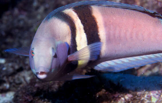 Image of Eastern king wrasse