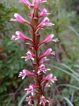 Image of Satyrium macrophyllum Lindl.