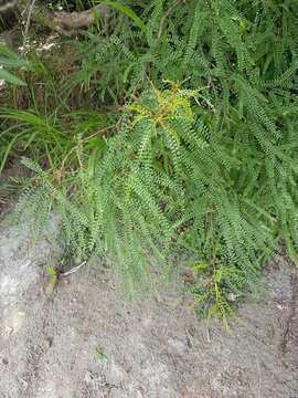 Image of Sophora microphylla var. longicarinata (G. Simpson) Allan