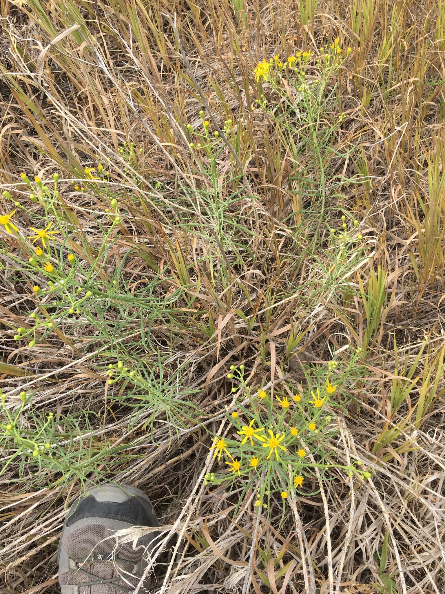 Image of broom-like ragwort