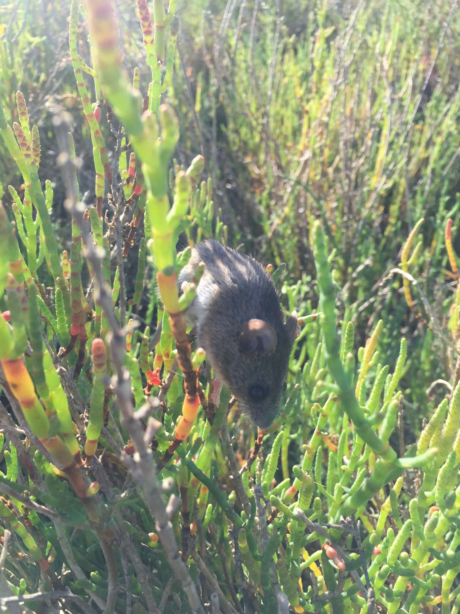 Image of Salt-marsh Harvest Mouse