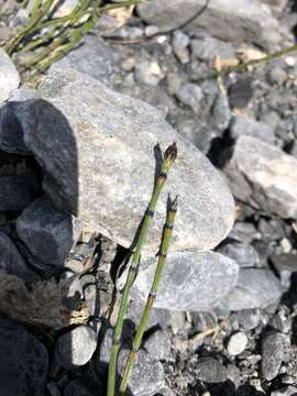 Image of variegated scouringrush