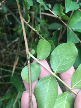 Image of Lagerstroemia subcostata Koehne