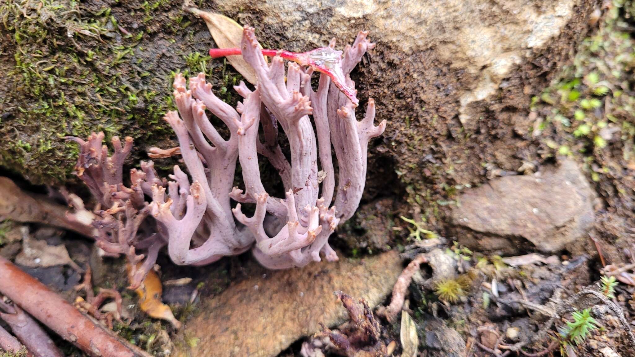 Image of Clavaria versatilis (Quél.) Sacc. & Trotter 1912