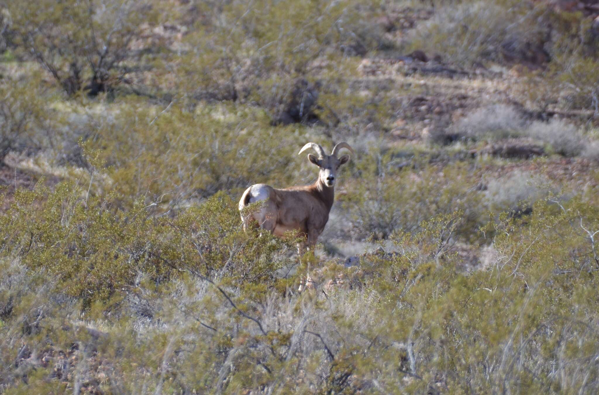 Image of Desert bighorn sheep