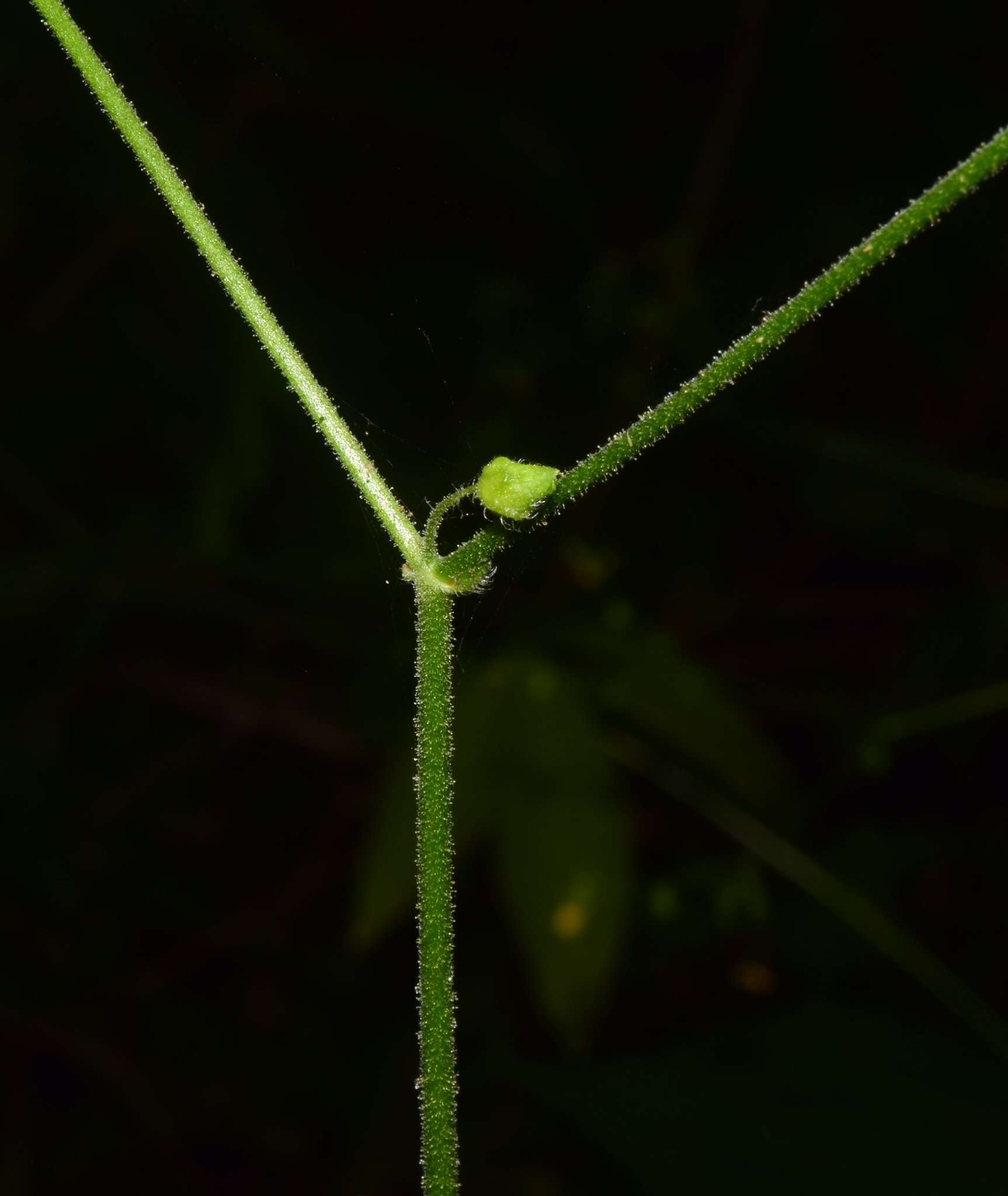 Image of Milleria quinqueflora L.