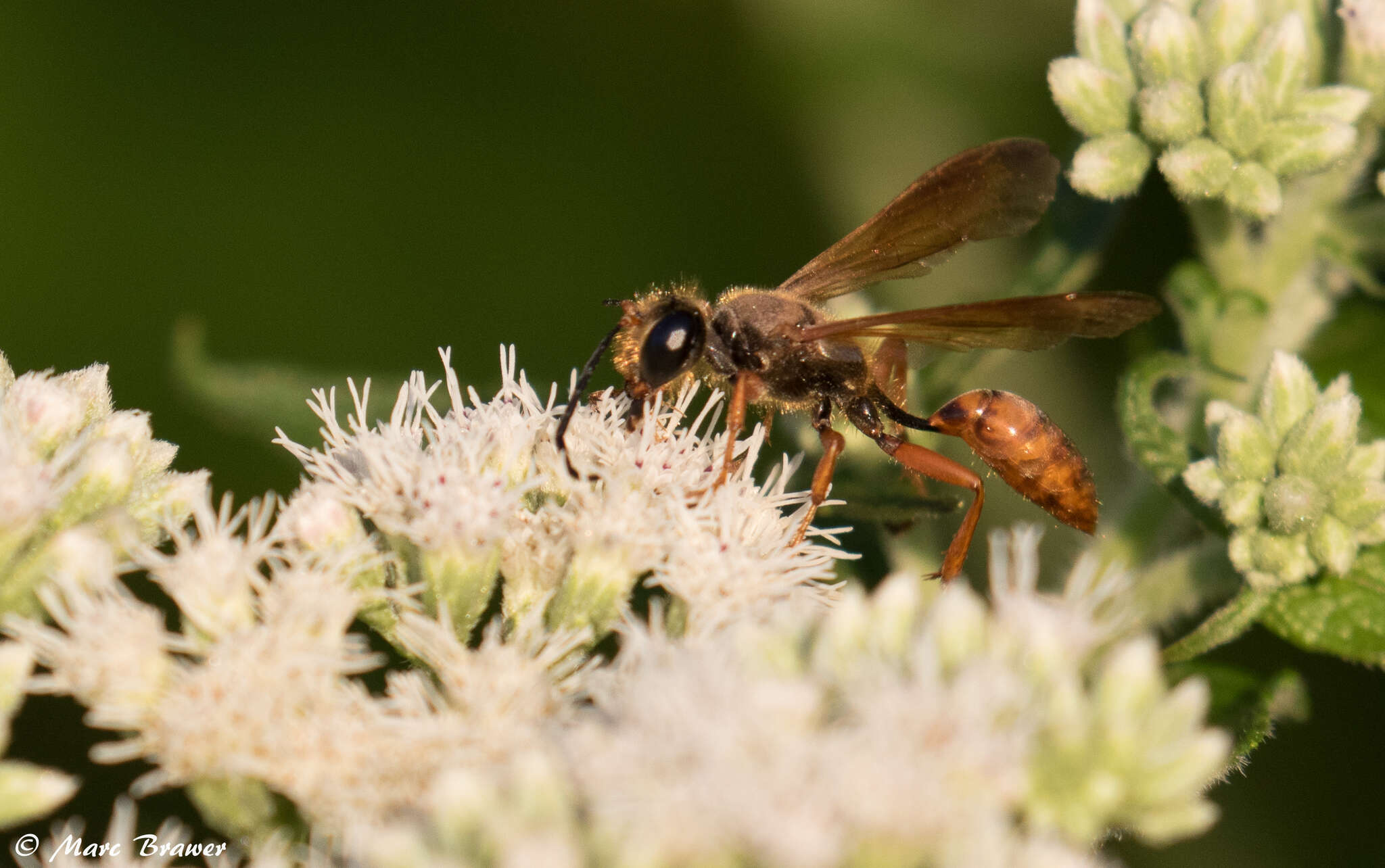 صورة Isodontia elegans (F. Smith 1856)