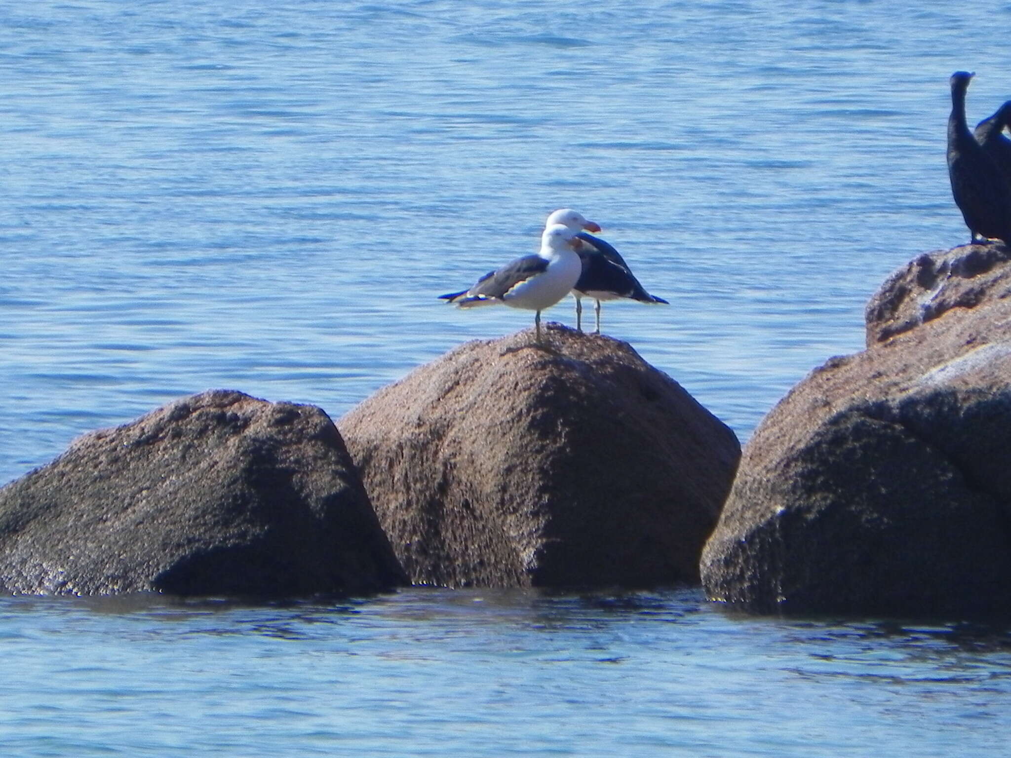 Image of Pacific Gull