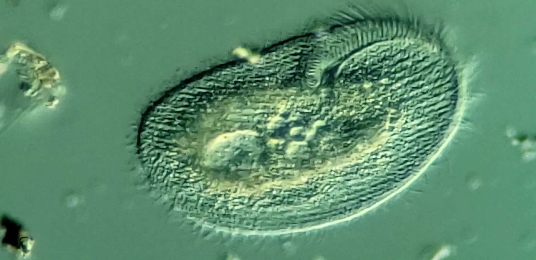 Image of Peritromus faurei