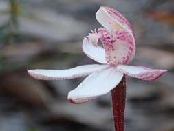 Image of Elegant Caladenia