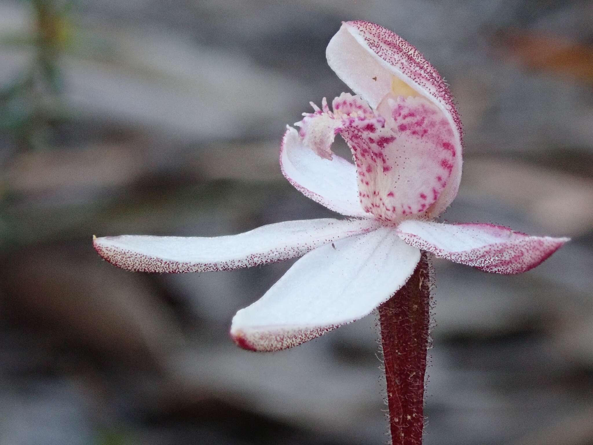 Image of Elegant Caladenia