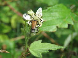 Image of Anastrangalia sanguinolenta (Linné 1761)