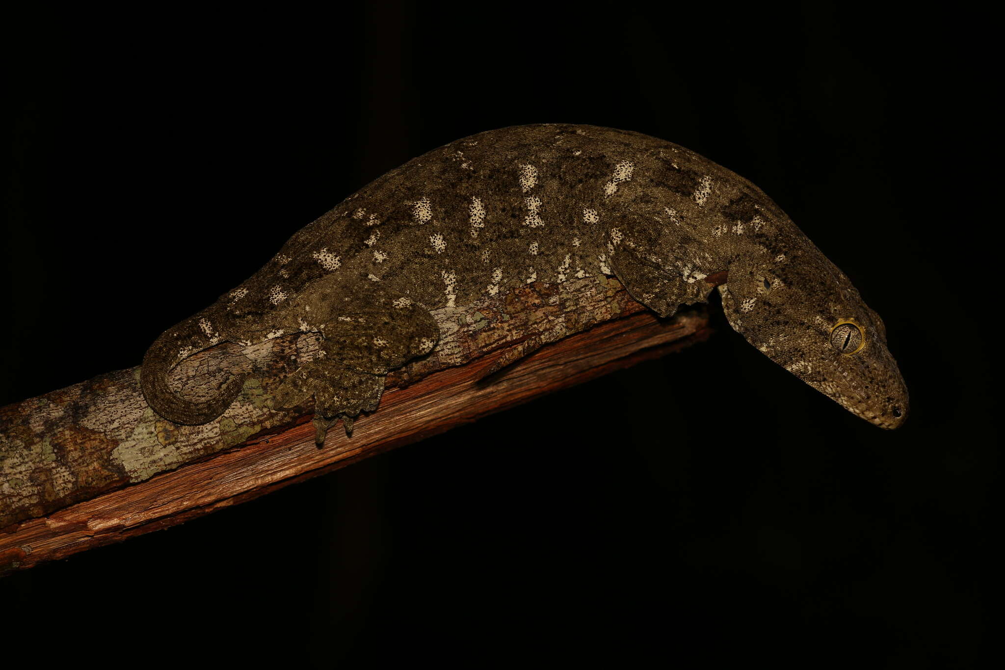 Image of New Caledonia Giant Gecko