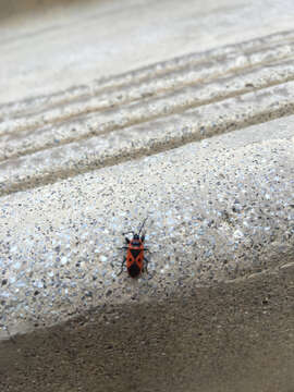 Image of Red bug