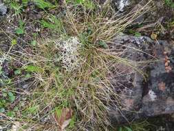 Image of Carex parallela subsp. redowskiana (C. A. Mey.) T. V. Egorova