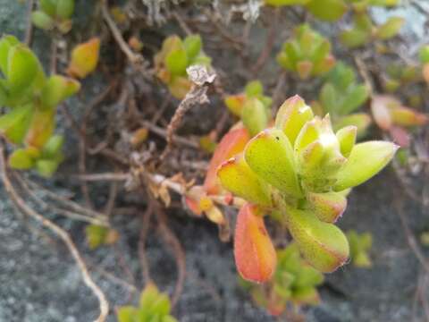 Image of Delosperma patersoniae (L. Bol.) L. Bol.