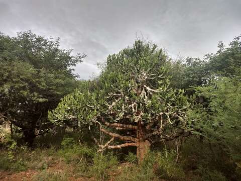 Image of Euphorbia antiquorum L.