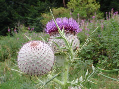 Image of woolly thistle