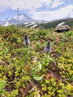 Imagem de Lagotis glauca J. Gaertn.