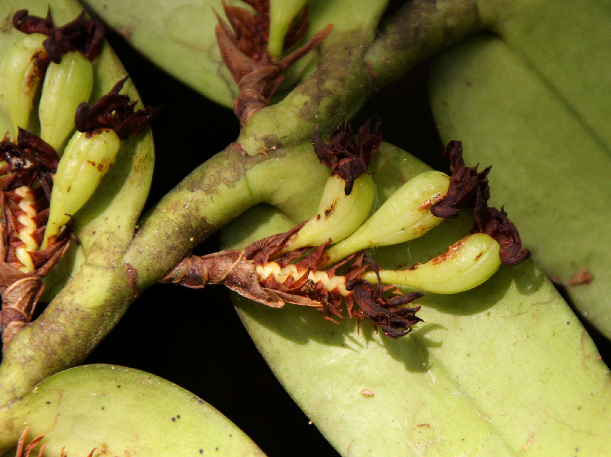 Image de Calyptrochilum emarginatum (Afzel. ex Sw.) Schltr.