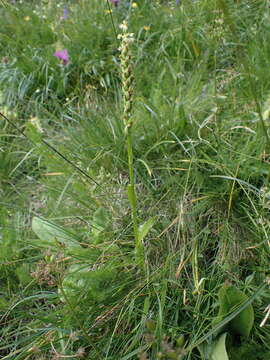 Image de Pseudorchis albida subsp. albida