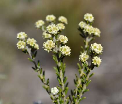 Image of Phylica cephalantha Sond.