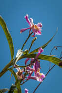 Image of Sobralia dichotoma Ruiz & Pav.