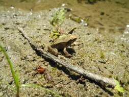Image of Italian Agile Frog