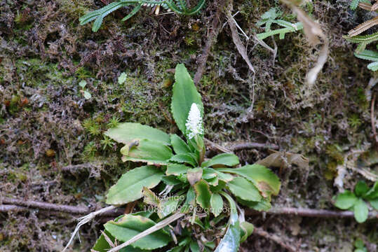 Image of Chamaelirium chinense