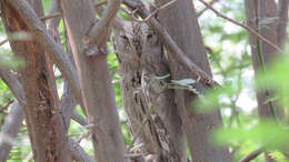 Image of Pallid Scops Owl