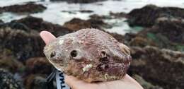 Image of pink abalone