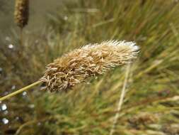 Sivun Calamagrostis chrysantha (J. Presl) Steud. kuva