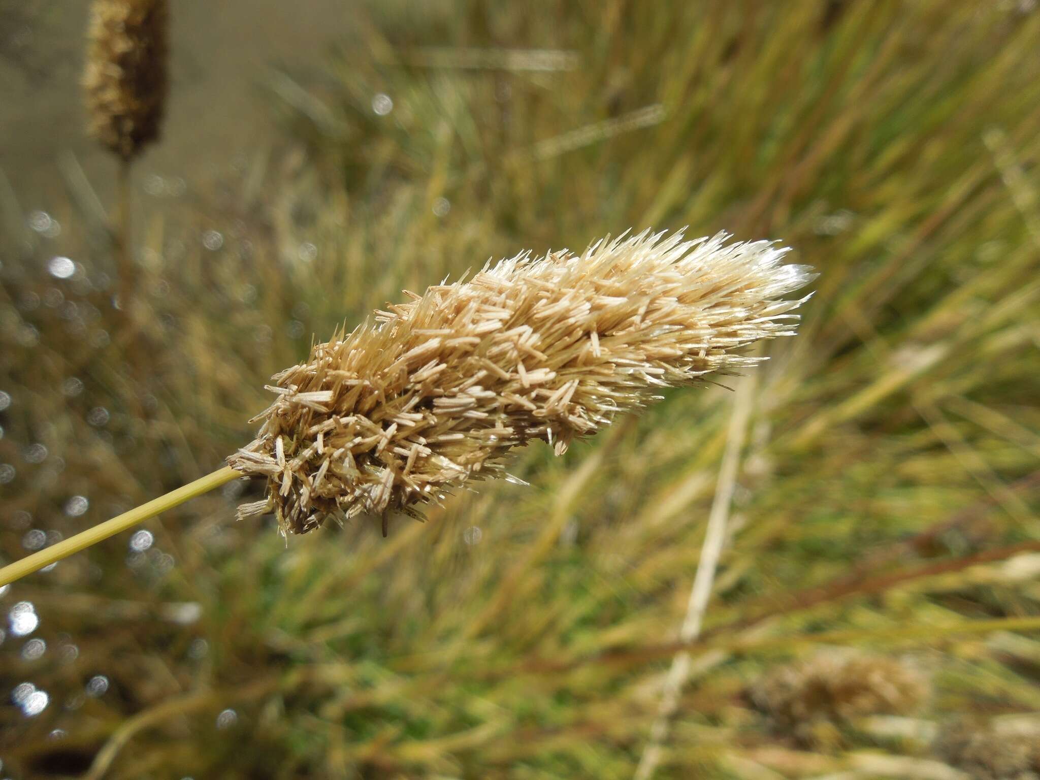 Sivun Calamagrostis chrysantha (J. Presl) Steud. kuva