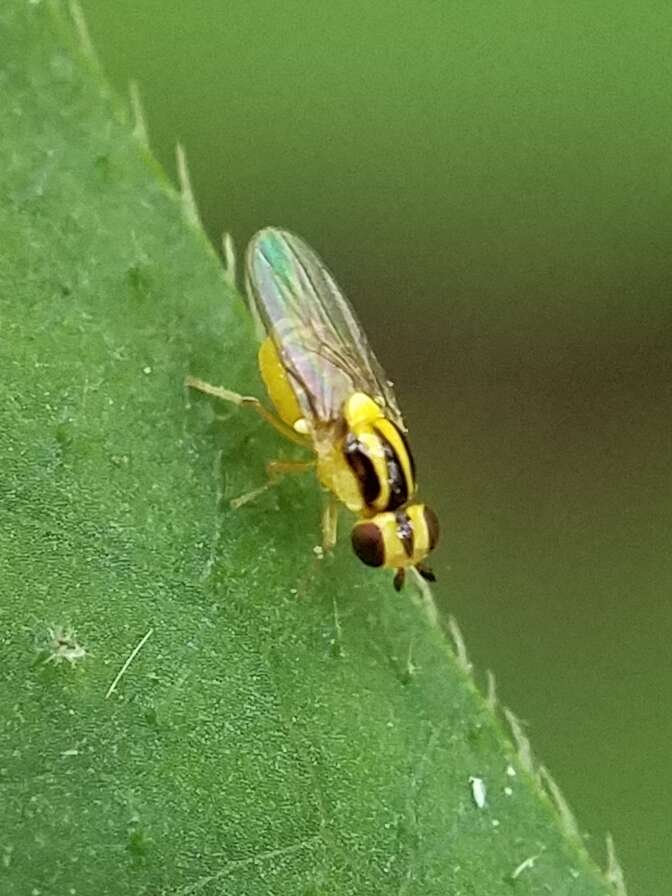 Image of Chloropid fly