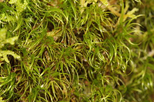 Image of longleaf paraleucobryum moss