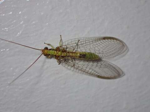 Image of Italochrysa insignis (Walker 1853)