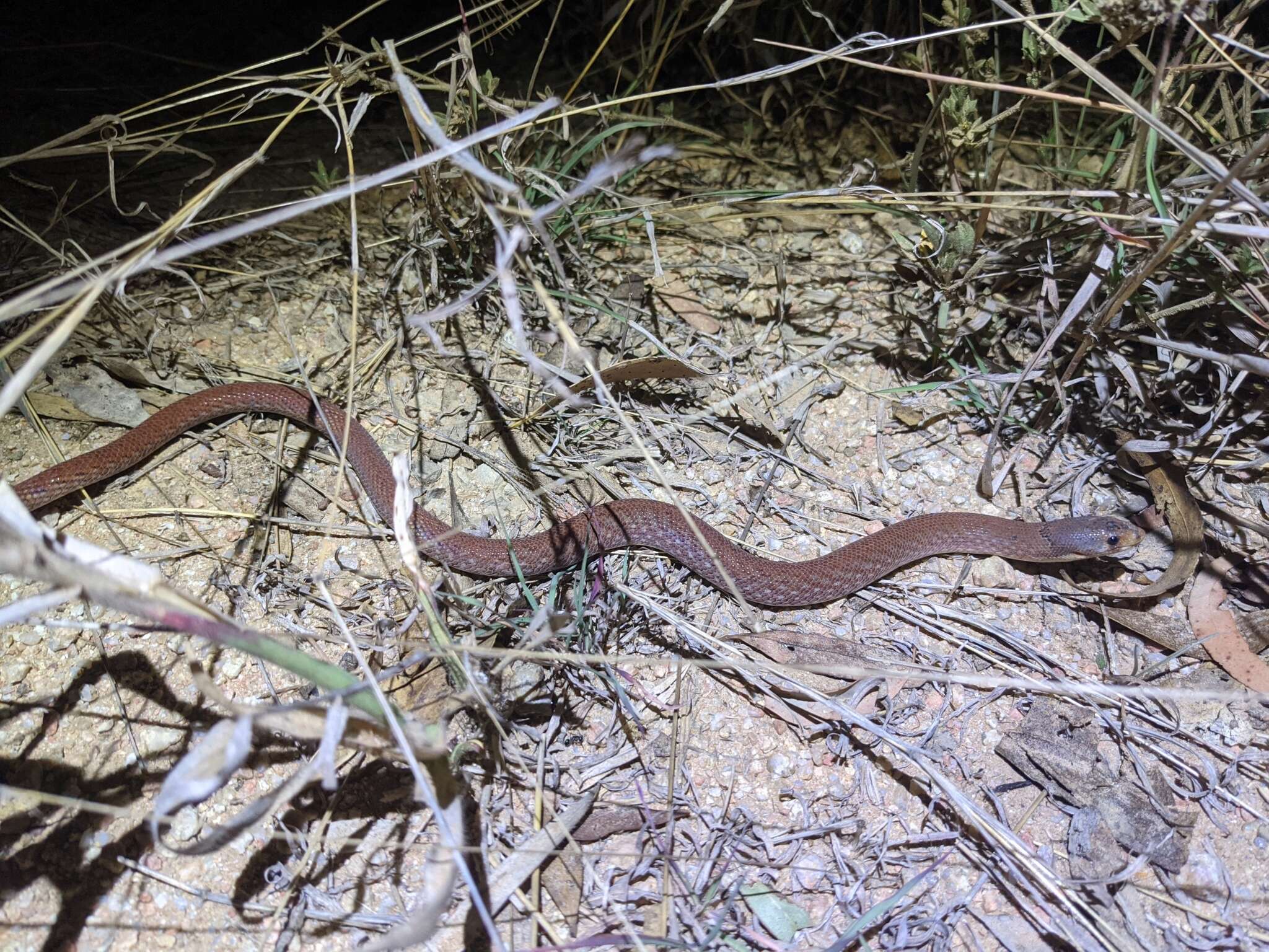 Image of Black-headed Scaly Foot