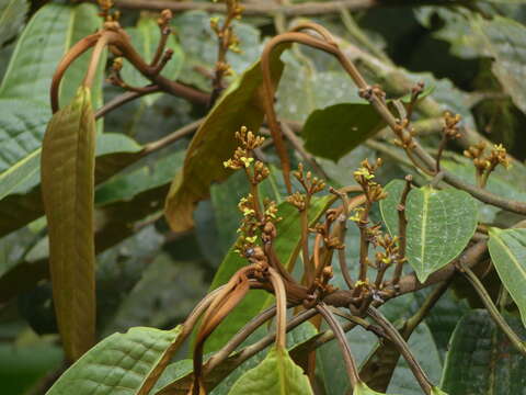 Image of Otoba gordoniifolia (DC.) A. H. Gentry