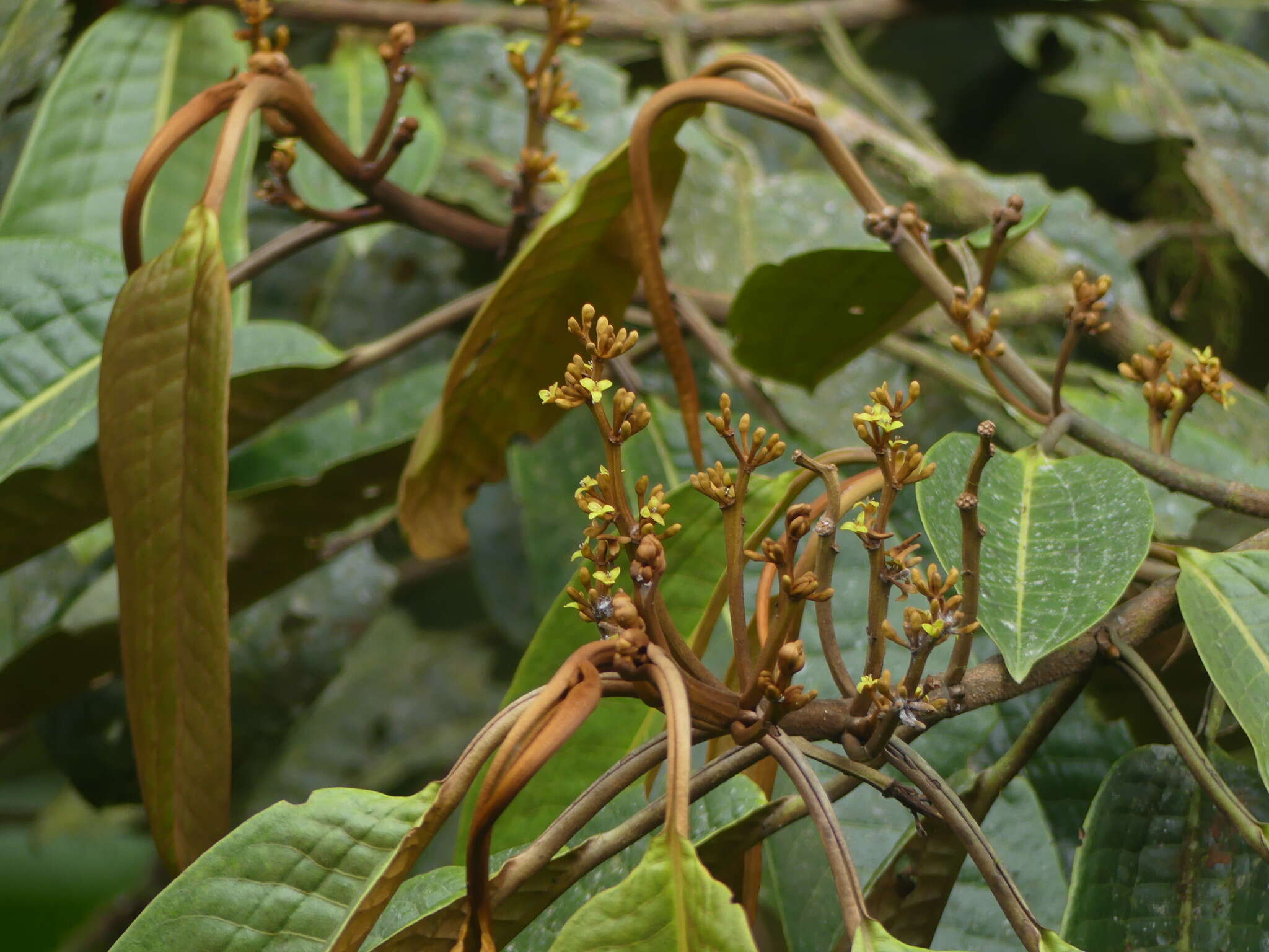 صورة Otoba gordoniifolia (DC.) A. H. Gentry