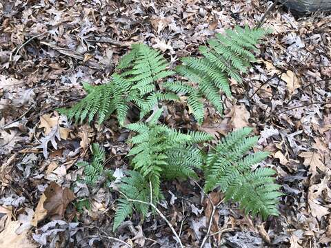 Image de Dryopteris erythrosora (D. C. Eat.) O. Kuntze