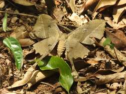 Image of <i>Antistathmoptera daltonae rectangulata</i> Pinhey 1968