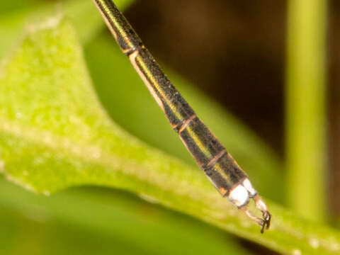 Imagem de Lestes pinheyi Fraser 1955