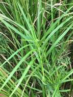 Image of Leafy Bulrush