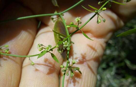 Orthosia virgata (Poir.) Fourn.的圖片